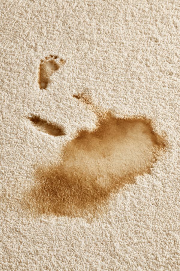clean pee stains 6